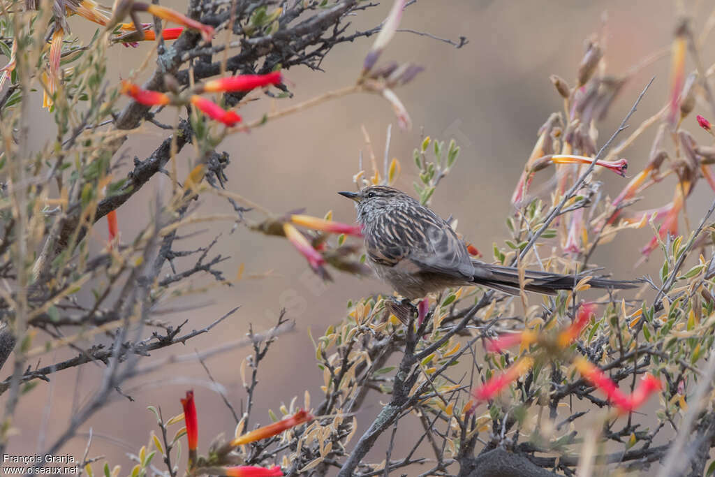 Streak-backed Tit-Spinetailadult