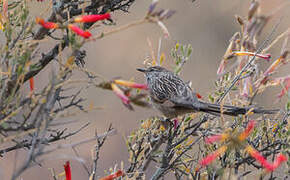 Streak-backed Tit-Spinetail