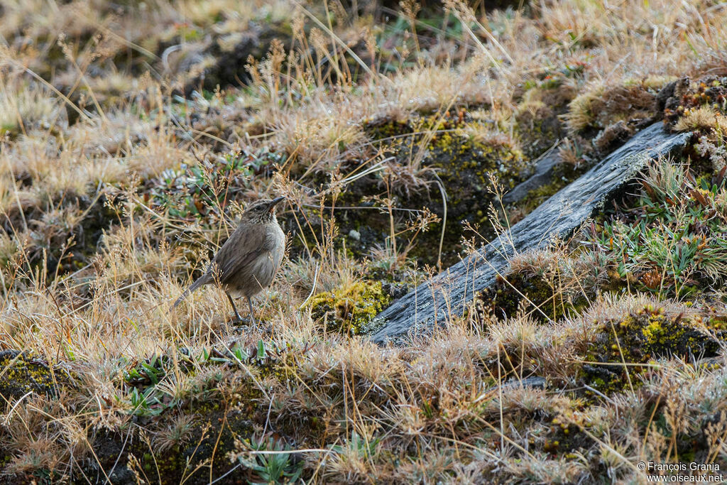 Streak-throated Canastero