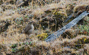 Streak-throated Canastero