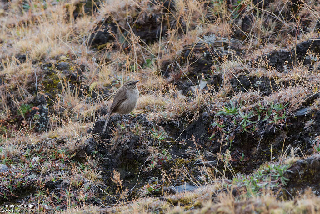 Streak-throated Canasteroadult, habitat