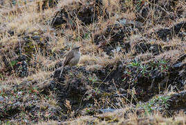 Streak-throated Canastero