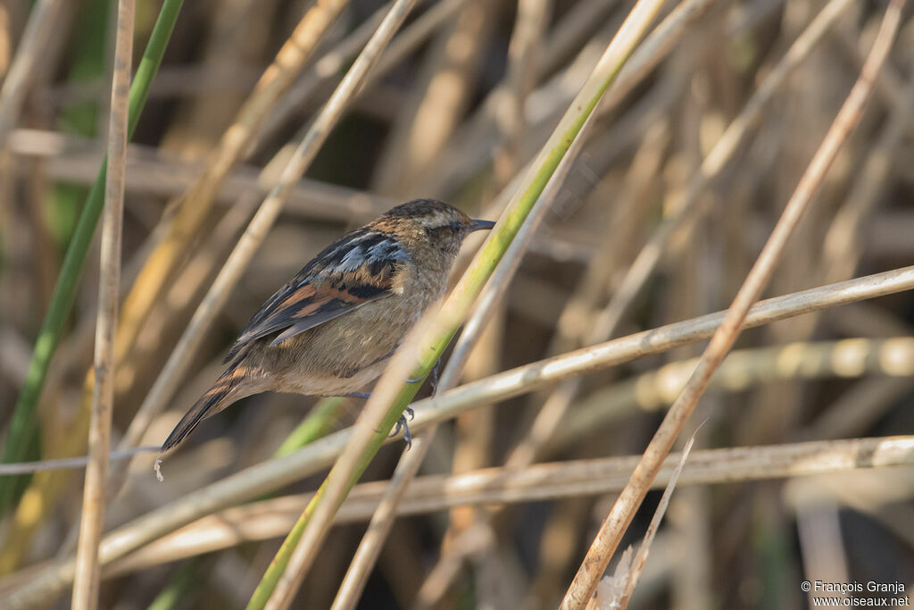 Wren-like Rushbird