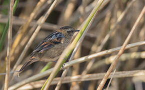 Wren-like Rushbird