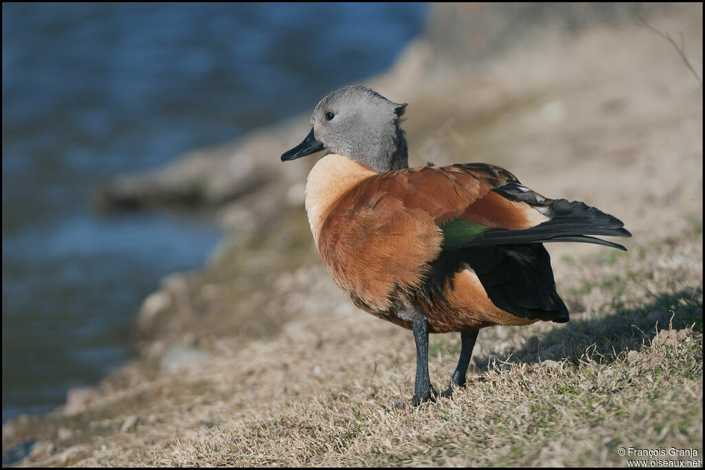 South African Shelduckadult