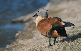 South African Shelduck