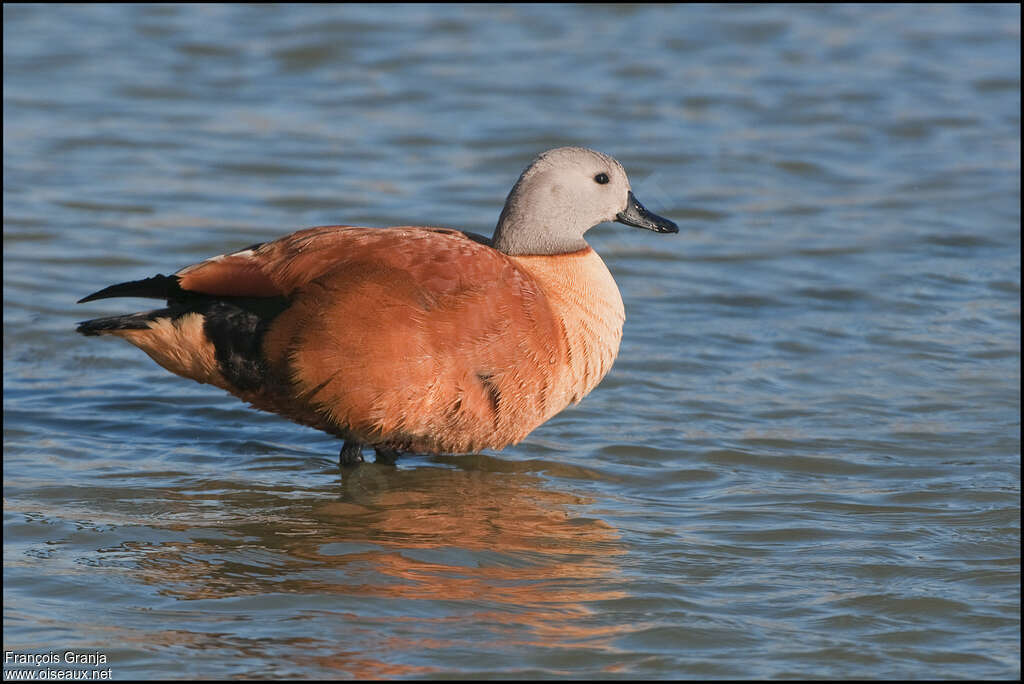 Tadorne à tête griseadulte, identification