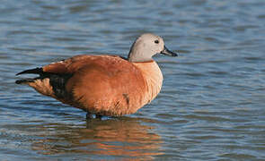 South African Shelduck