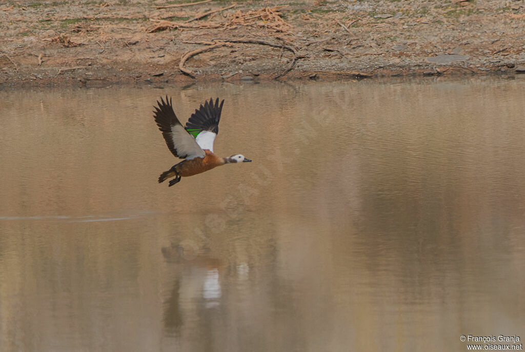 South African Shelduck female