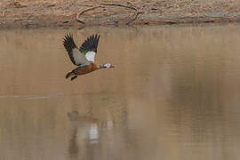 South African Shelduck