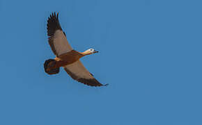 Ruddy Shelduck