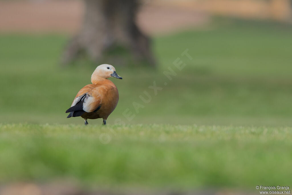 Ruddy Shelduck