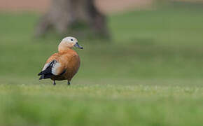 Ruddy Shelduck