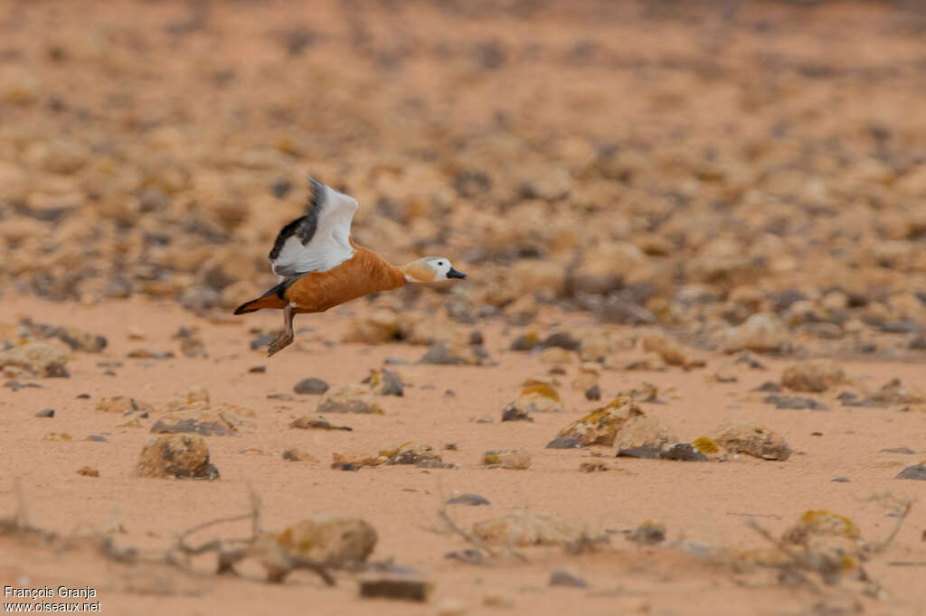 Ruddy Shelduck female, Flight