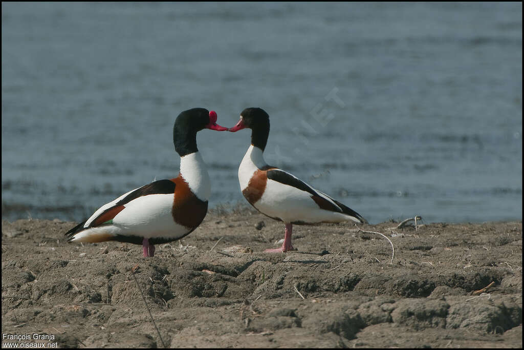 Common Shelduckadult breeding, Behaviour