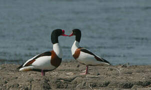 Common Shelduck