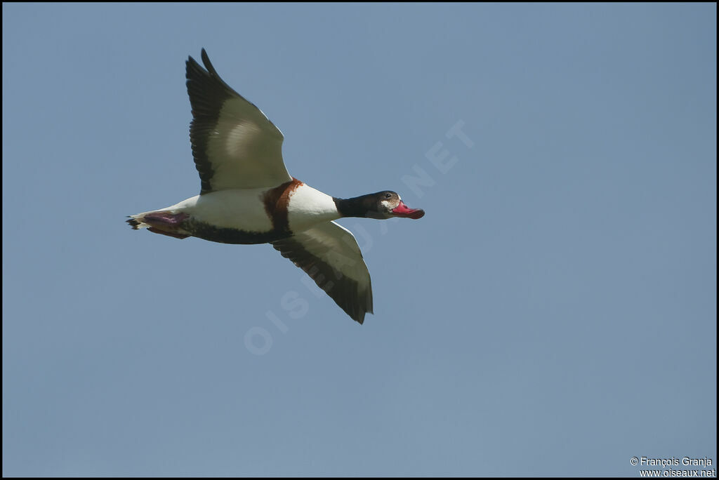 Common Shelduckadult, Flight