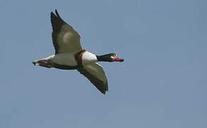 Common Shelduck