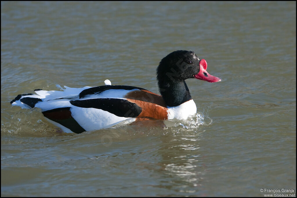 Common Shelduck male adult