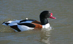 Common Shelduck