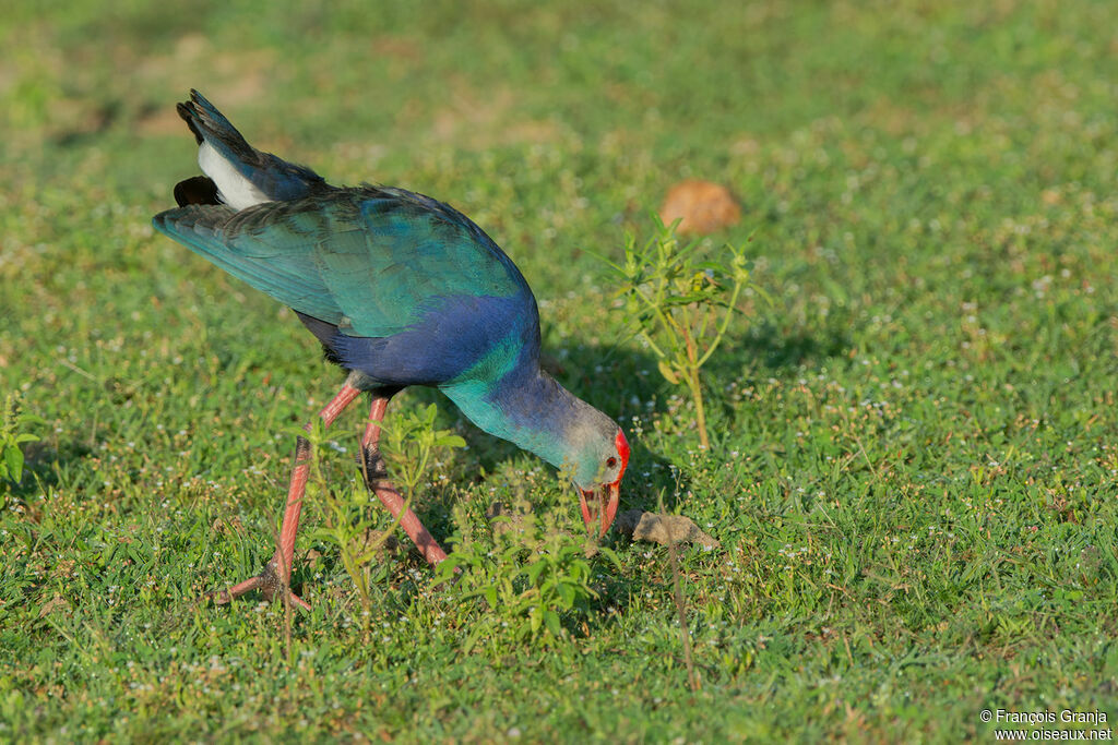 Grey-headed Swamphen