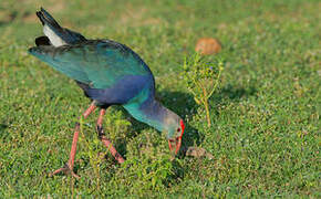 Grey-headed Swamphen