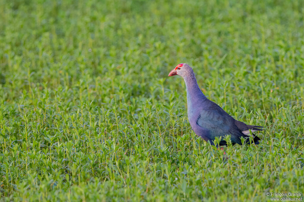 Grey-headed Swamphen