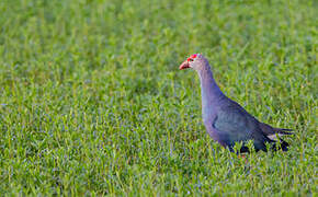 Grey-headed Swamphen