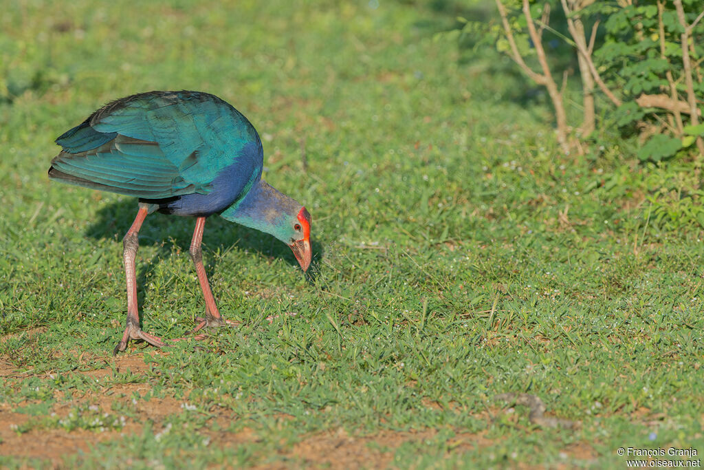 Grey-headed Swamphen