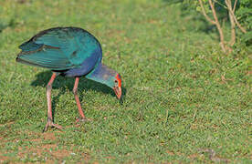 Grey-headed Swamphen