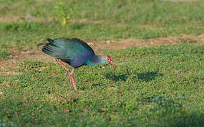 Grey-headed Swamphen