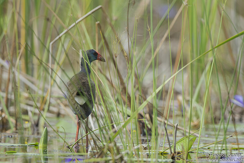 African Swamphenadult