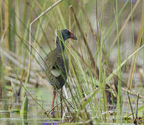 African Swamphen