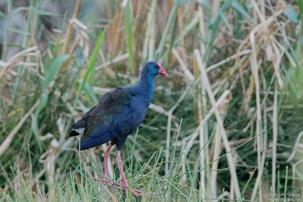 African Swamphen