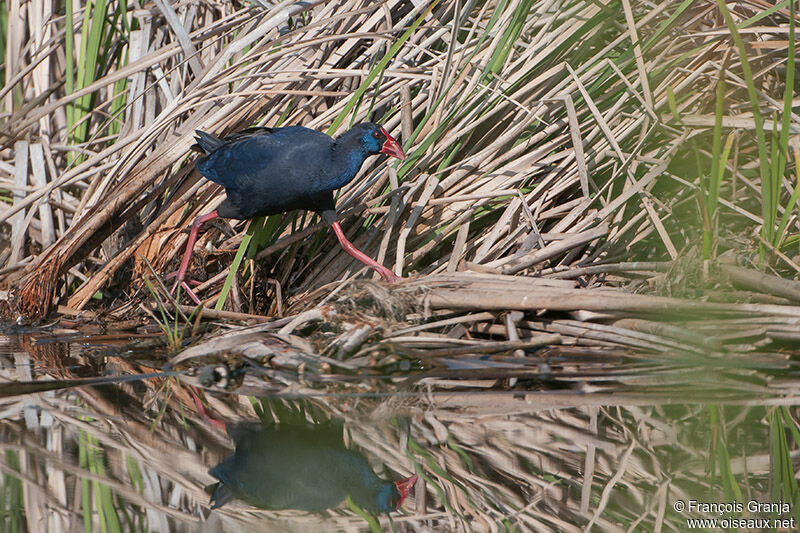 Western Swamphenadult