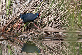 Western Swamphen