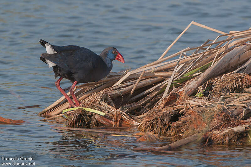 Western Swamphenadult, Behaviour