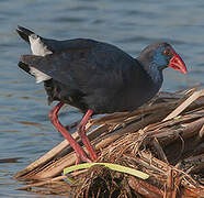 Western Swamphen