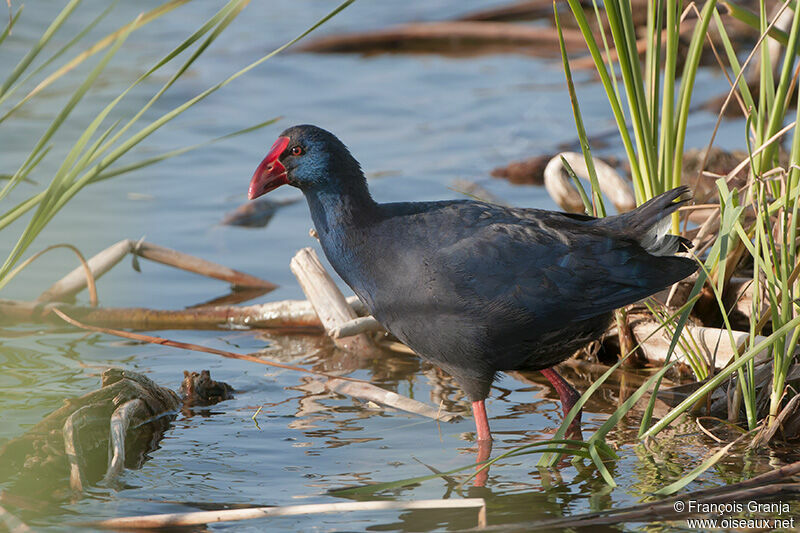 Western Swamphen