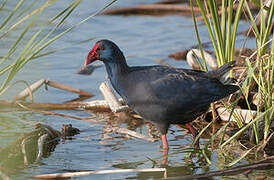 Western Swamphen