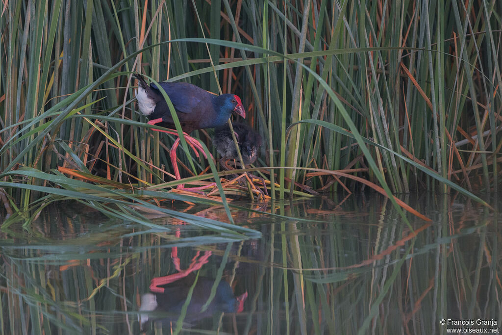 Western Swamphen