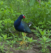 Purple Gallinule