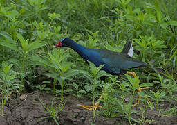 Purple Gallinule