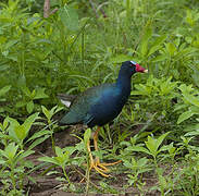 Purple Gallinule