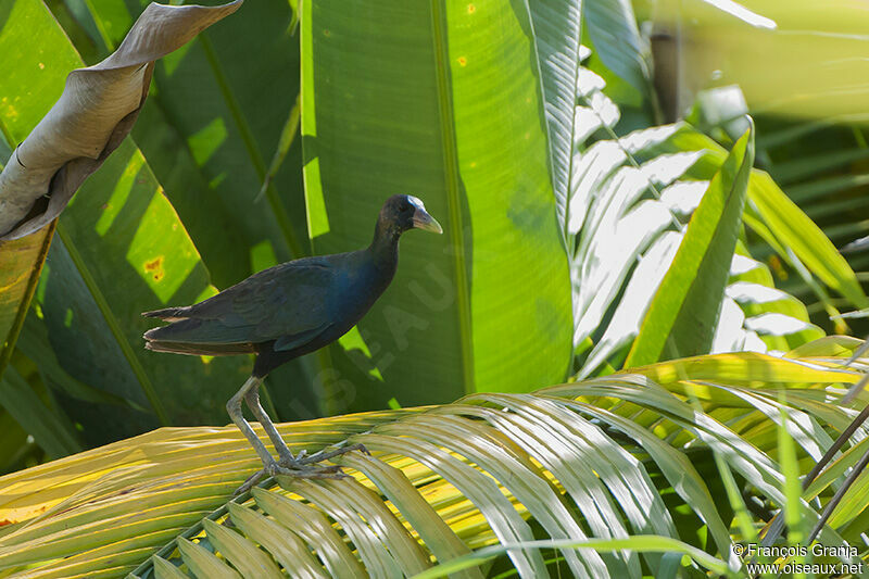 Purple Gallinulejuvenile