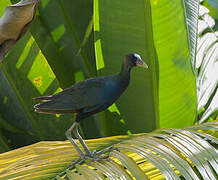 Purple Gallinule