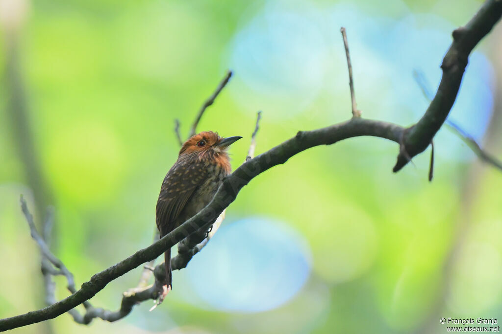 White-whiskered Puffbird