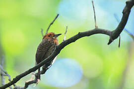 White-whiskered Puffbird