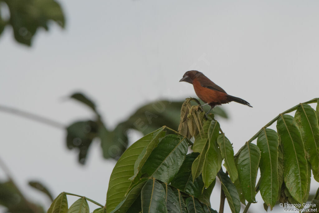 Silver-beaked Tanager female