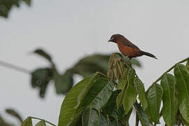 Silver-beaked Tanager